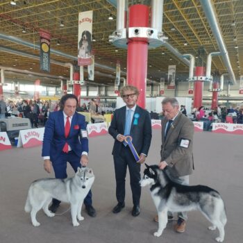 Exposición internacional canina de Alicante 2022 - Mejor de raza - Juez: Arnaldo Cotugno y 2º de Grupo V - Juez: Agustin Ionescu